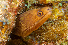 moray 